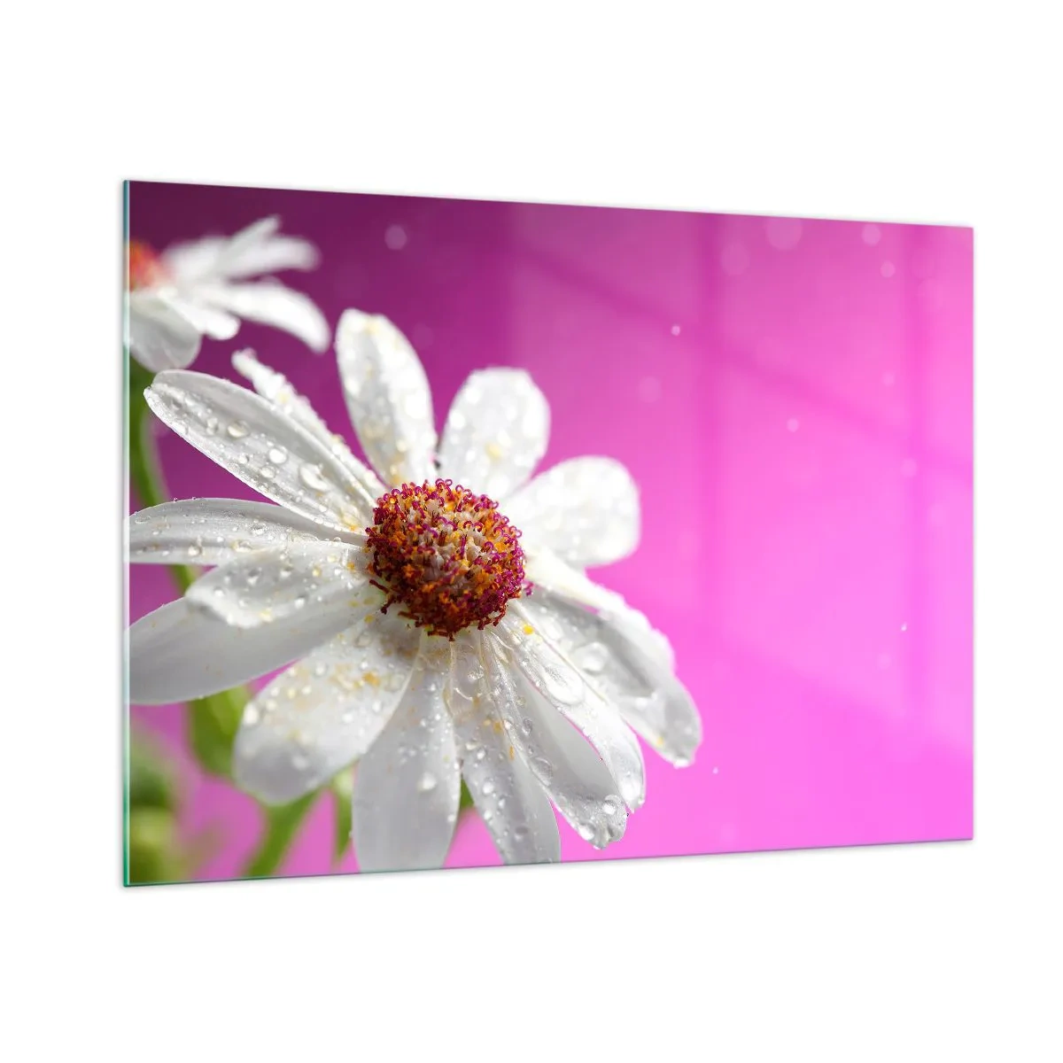 Quadro su vetro - Macrofotografia di un fiore bianco con gocce di rugiada su uno sfondo rosa - 100x70cm - Modesto nella sua bellezza - Decorazione murale moderna per soggiorno e camera da letto ARTTOR