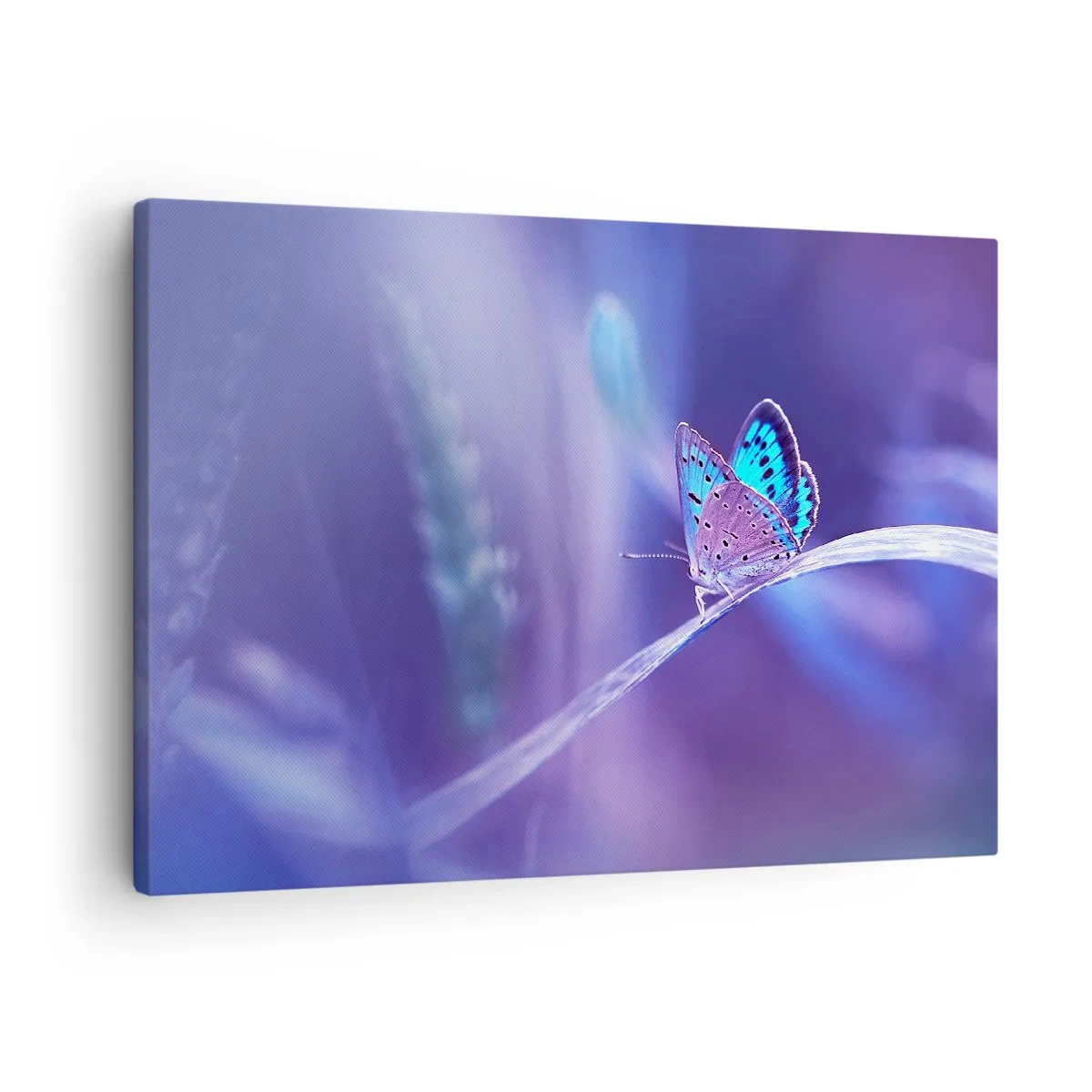 Quadro su tela - Stampe su Tela - Una delicata farfalla blu su uno stelo in luce viola - 70x50cm - Gioielli della natura - Decorazione murale moderna per soggiorno e camera da letto ARTTOR