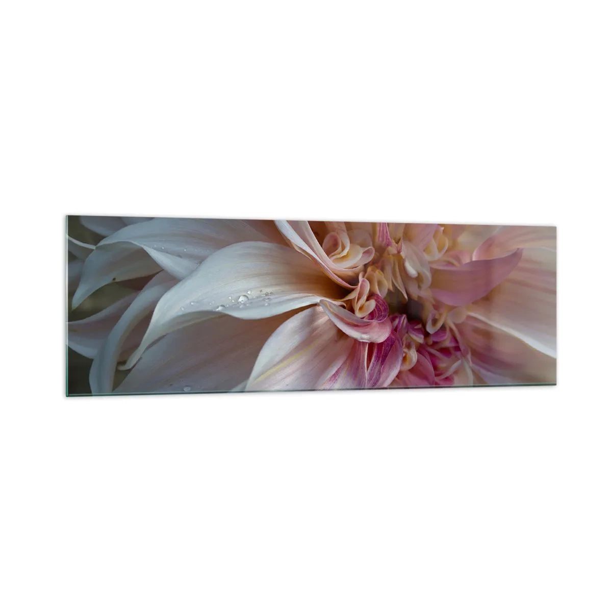 Quadro su vetro - Primo piano di delicati petali di fiori rosa con gocce d'acqua - 160x50cm - Freschezza in fiore - Decorazione murale moderna per soggiorno e camera da letto ARTTOR