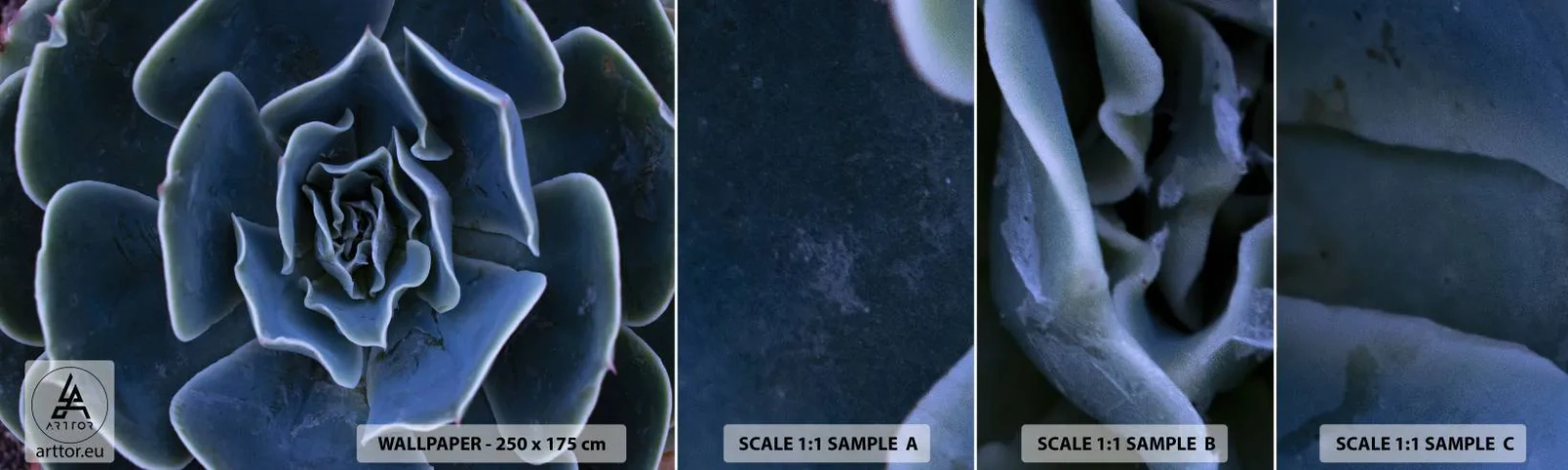 Campione Di Fotomurale Standard Eco - Fiore del deserto - Fiore di agave, Fiore, Natura - 100x30 cm