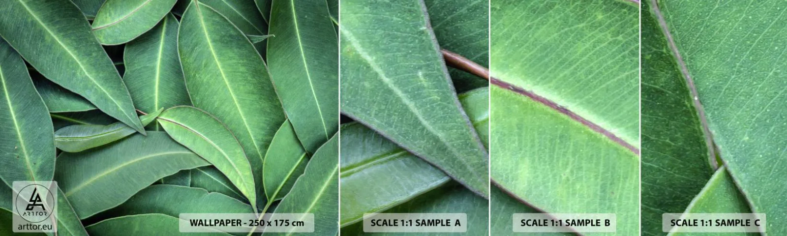 Campione di Fotomurale Adesivo Deluxe Sticker - Succosi e freschi - Foglie, Eucalipto, Natura - 100x30 cm