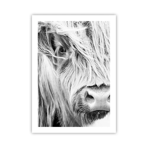 Poster - Un primo piano in bianco e nero di una mucca delle Highlands scozzesi. - 50x70cm - Selvaticità scozzese - Decorazione murale moderna per soggiorno e camera da letto ARTTOR