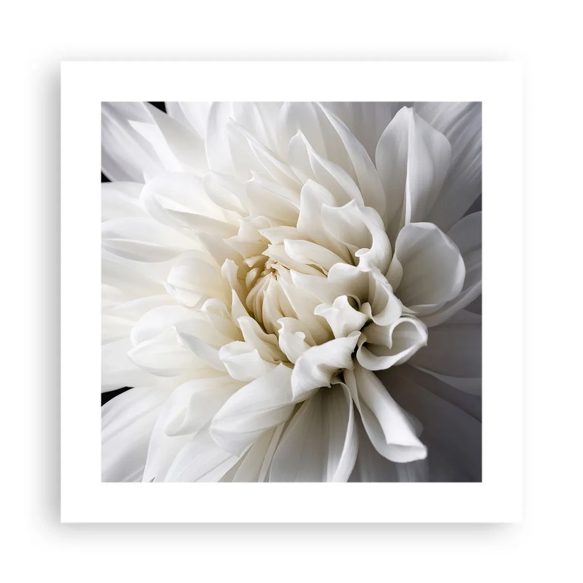 Poster - Il mattino della sposa - 40x40 cm