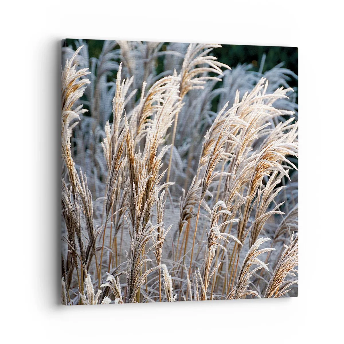 Quadro su tela - Stampe su Tela - Vestite di brina - 40x40 cm