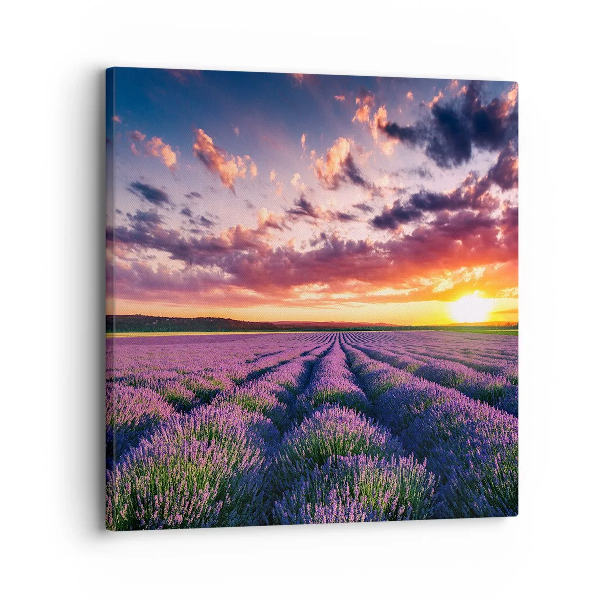 Quadro su tela - Stampe su Tela - Il mondo della lavanda - 30x30 cm