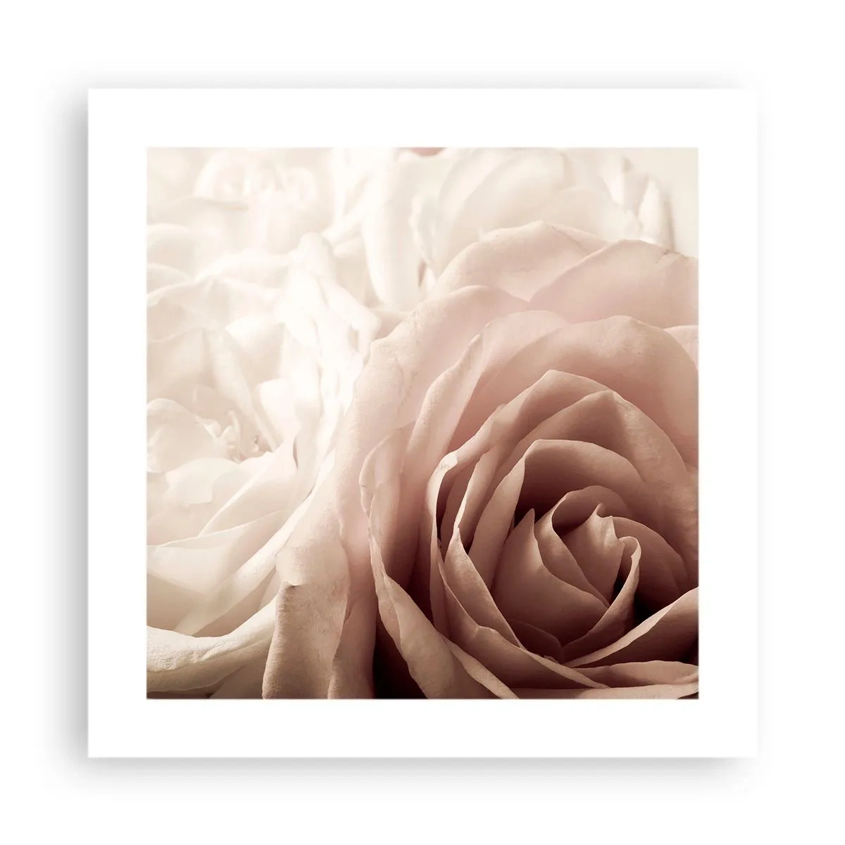 Poster - Nel cuore della rosa - 40x40 cm