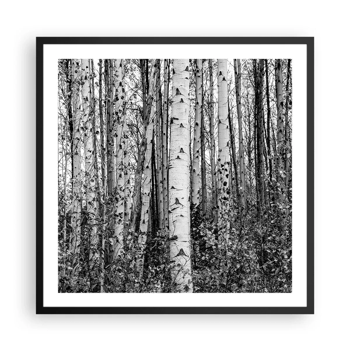 Poster in cornice nera - Colonnato di betulle - 60x60 cm