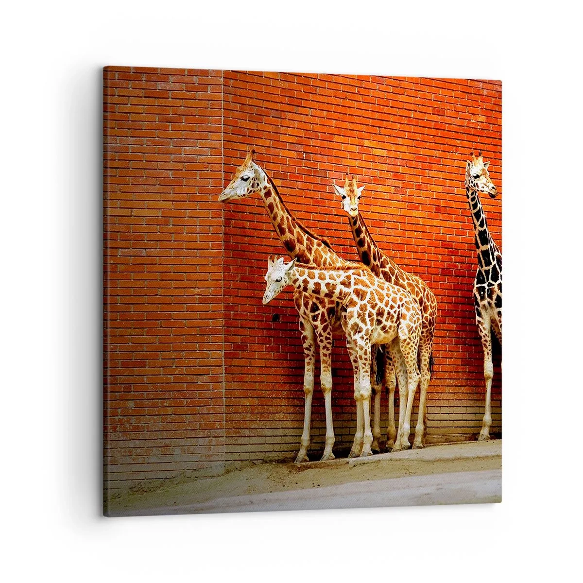 Quadro su tela - Stampe su Tela - Vedete qualche acacia? - 50x50 cm