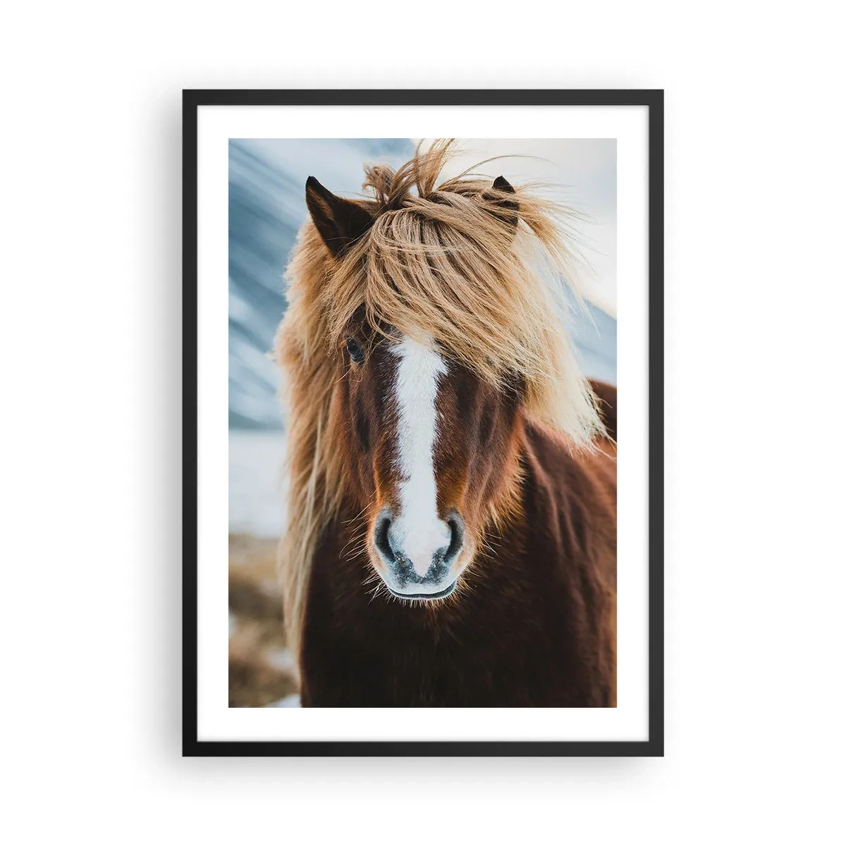 Poster in cornice nera - Primo piano di un cavallo islandese con una criniera fluente sullo sfondo naturale. - 50x70cm - Senti la libertà? - Decorazione murale moderna per soggiorno e camera da letto ARTTOR
