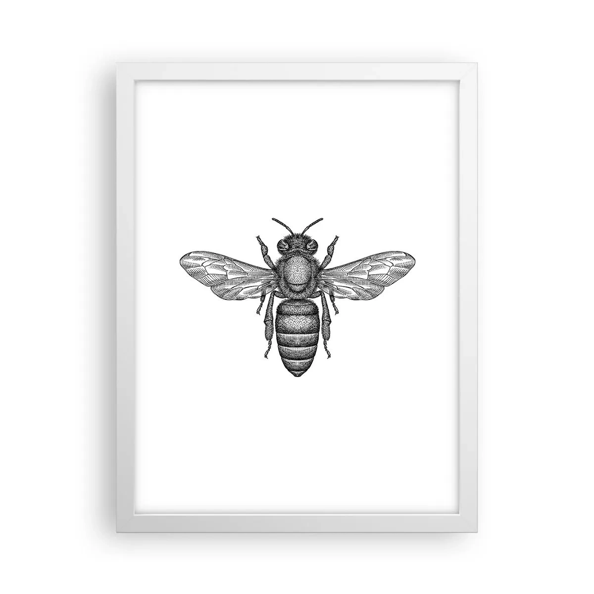 Poster in cornice bianca - Ritratto d'insetto - 30x40 cm