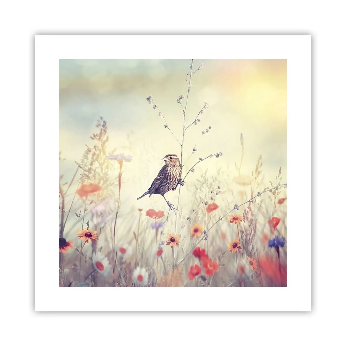 Poster - Ritratto d'uccello con prato di sfondo - 40x40 cm