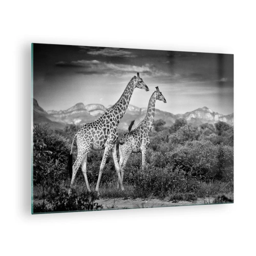 Quadro su vetro - Una fotografia in bianco e nero di due giraffe nella savana. - 70x50cm - Alta classe in Africa - Decorazione murale moderna per soggiorno e camera da letto ARTTOR