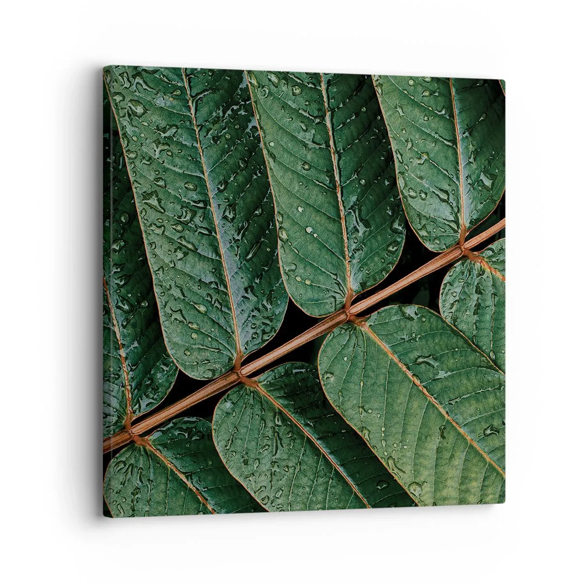 Quadro su tela - Stampe su Tela - Al ritmo verde - 30x30 cm