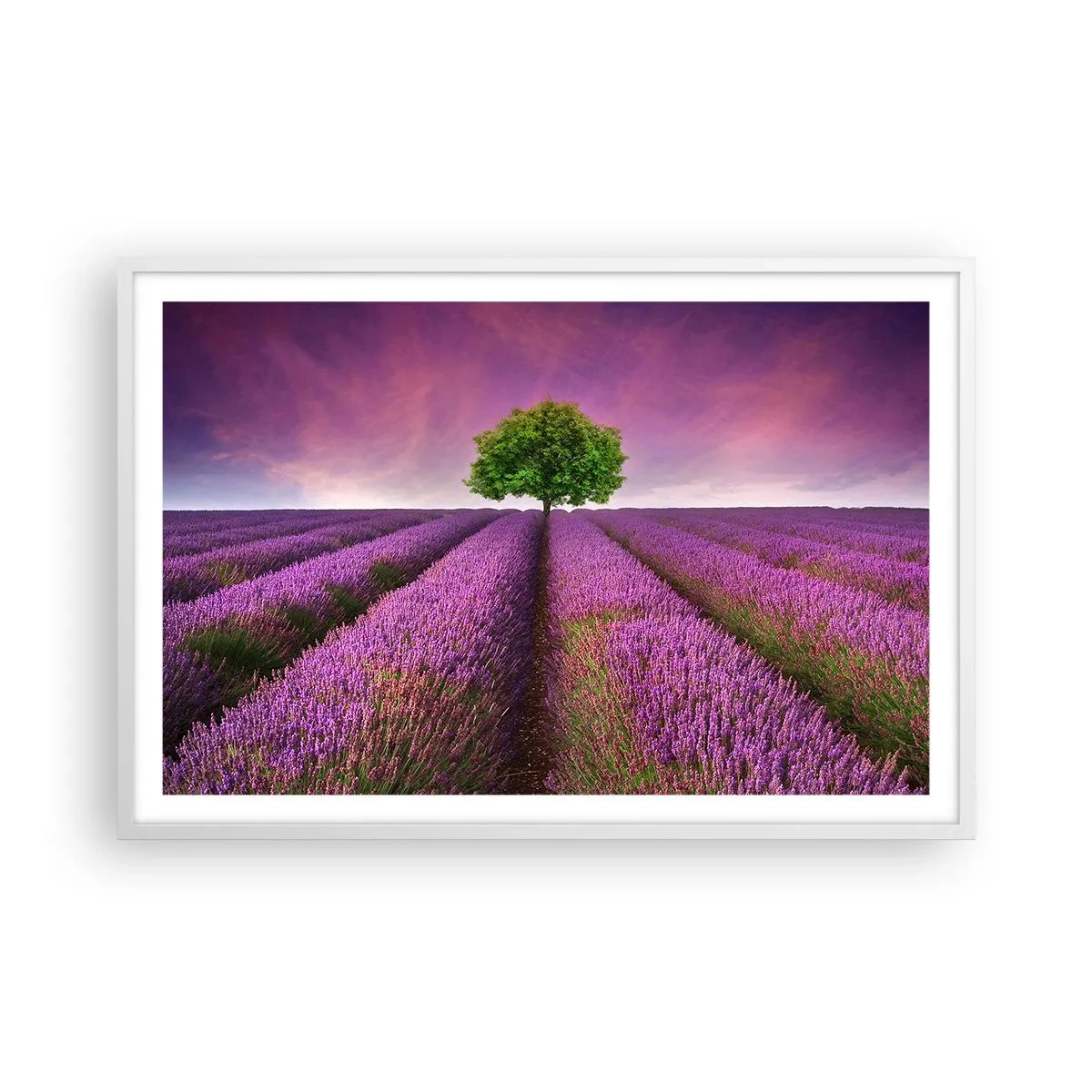 Poster in cornice bianca - Sui campi di lavanda - 91x61 cm