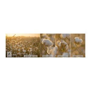 Campione di Fotomurale Premium Sand - Campo di morbidezza - Campo di cotone, Asia, Natura - 100x30 cm