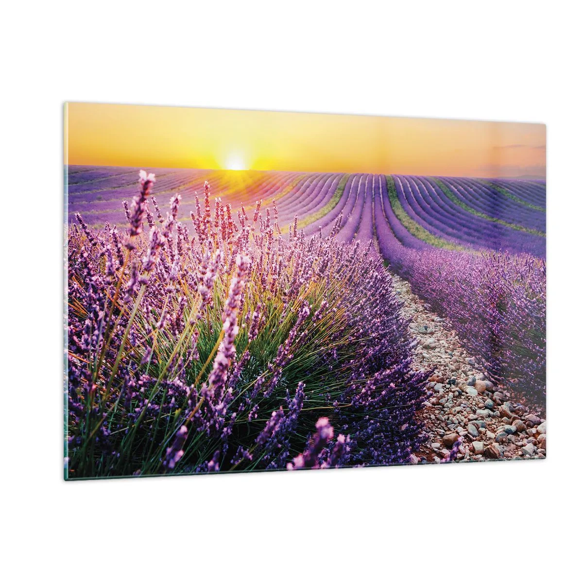 Quadro su vetro - Campo di lavanda all'alba con un sentiero roccioso - 120x80cm - Campo profumato - Decorazione murale moderna per soggiorno e camera da letto ARTTOR