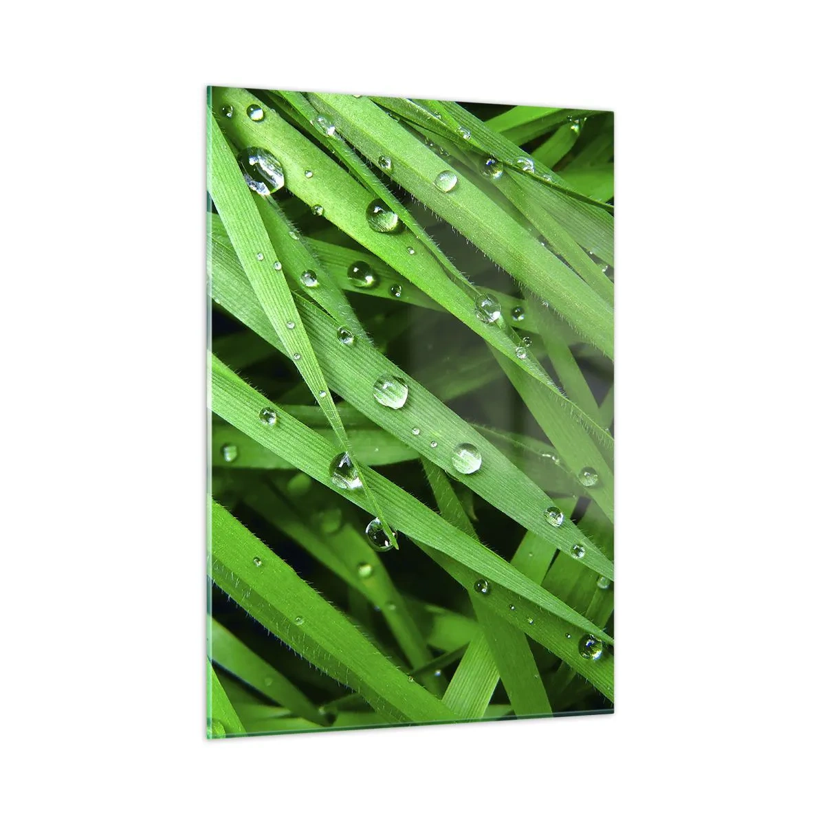 Quadro su vetro - Fili d'erba verdi con gocce di rugiada - 50x70cm - Giocando con il verde - Decorazione murale moderna per soggiorno e camera da letto ARTTOR