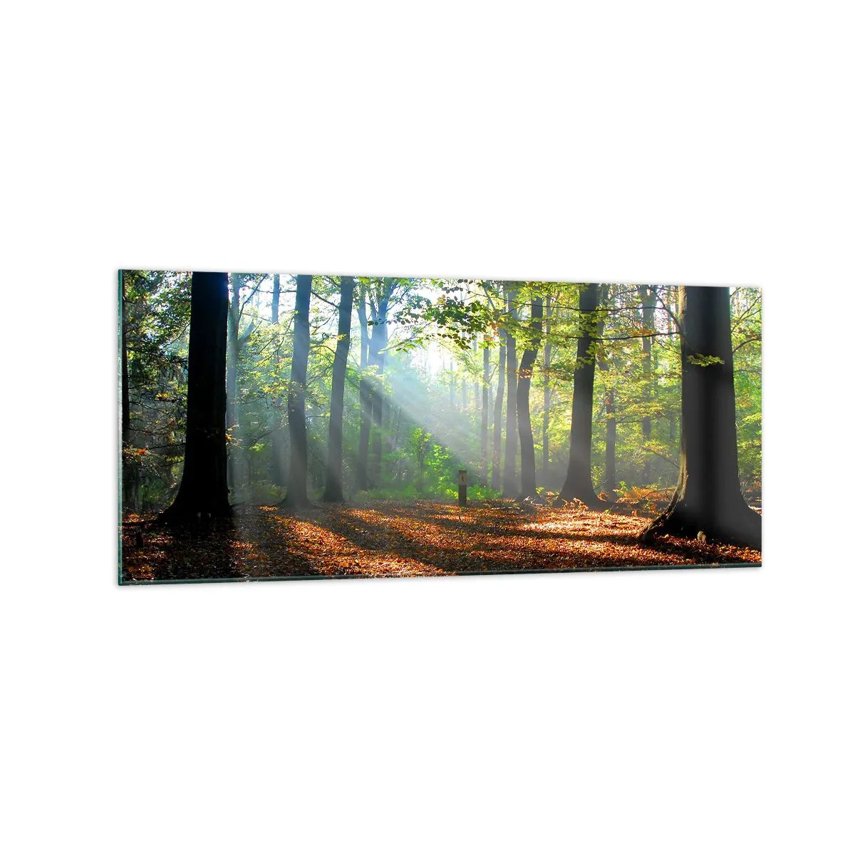 Quadro su vetro - Una radura della foresta illuminata dai raggi del sole - 120x50cm - Luci e ombre - Decorazione murale moderna per soggiorno e camera da letto ARTTOR