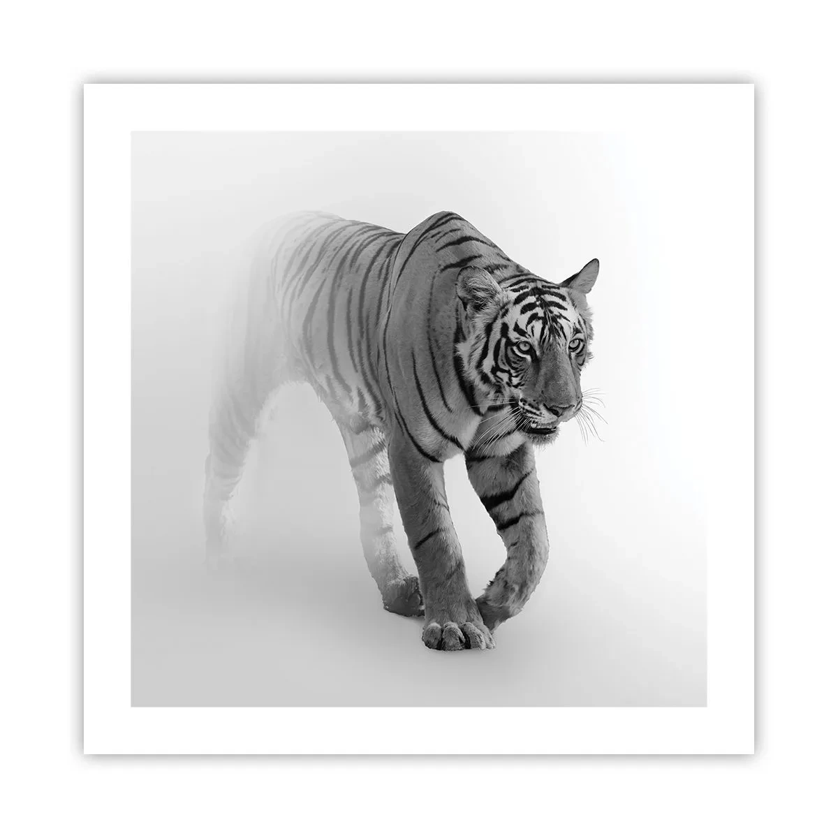 Poster - Incantato nella nebbia - 50x50 cm