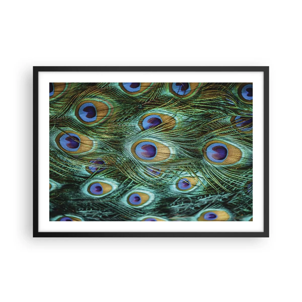 Poster in cornice nera - Dettagli di piume di pavone in colori intensi - 70x50cm - Lo sguardo del pavone - Decorazione murale moderna per soggiorno e camera da letto ARTTOR