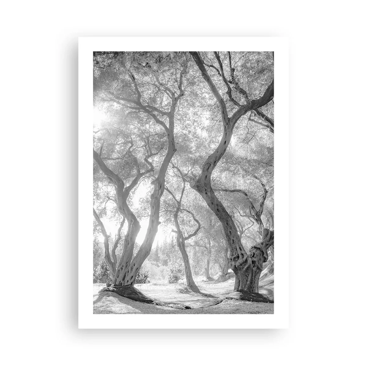 Poster - Fotografia in bianco e nero di alberi serpeggianti alla luce del sole - 50x70cm - Nell'orto degli ulivi - Decorazione murale moderna per soggiorno e camera da letto ARTTOR