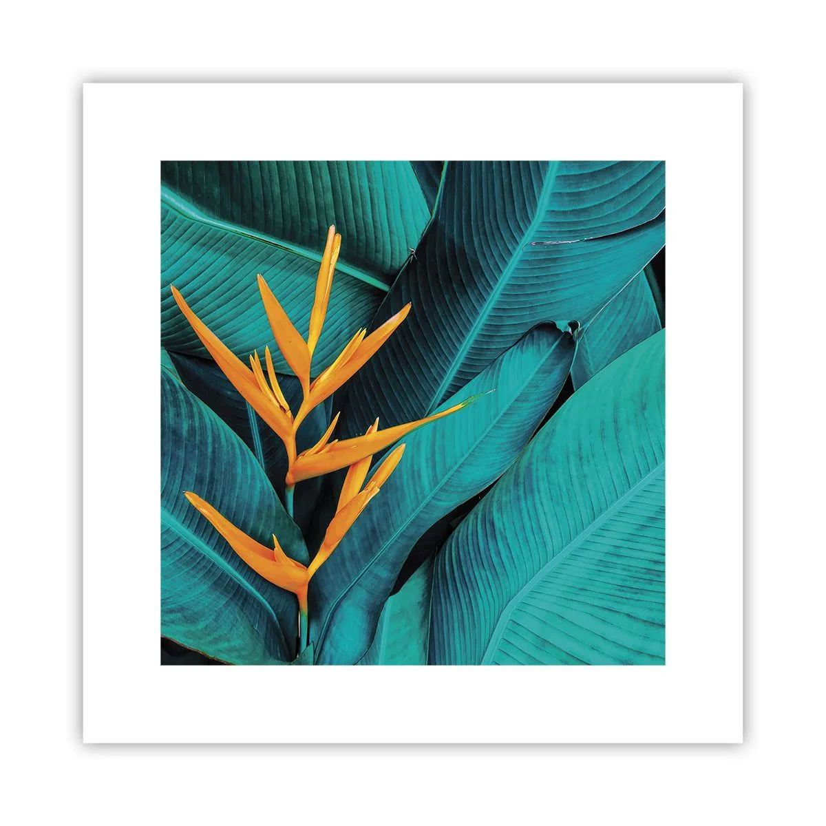Poster - Il fiore dell'Eden - 30x30 cm