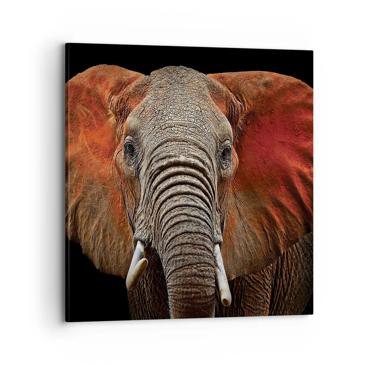 Quadro su tela - Stampe su Tela - Sono selvaggio e tu? - 70x70 cm