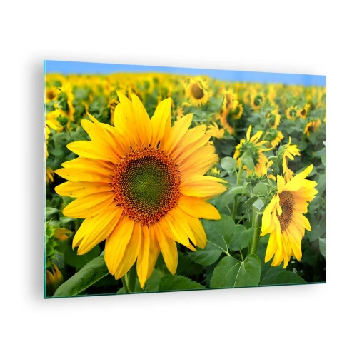 Quadro su vetro - Un campo di girasoli in piena fioritura sotto un cielo azzurro - 70x50cm - Centinaia di soli ardono - Decorazione murale moderna per soggiorno e camera da letto ARTTOR