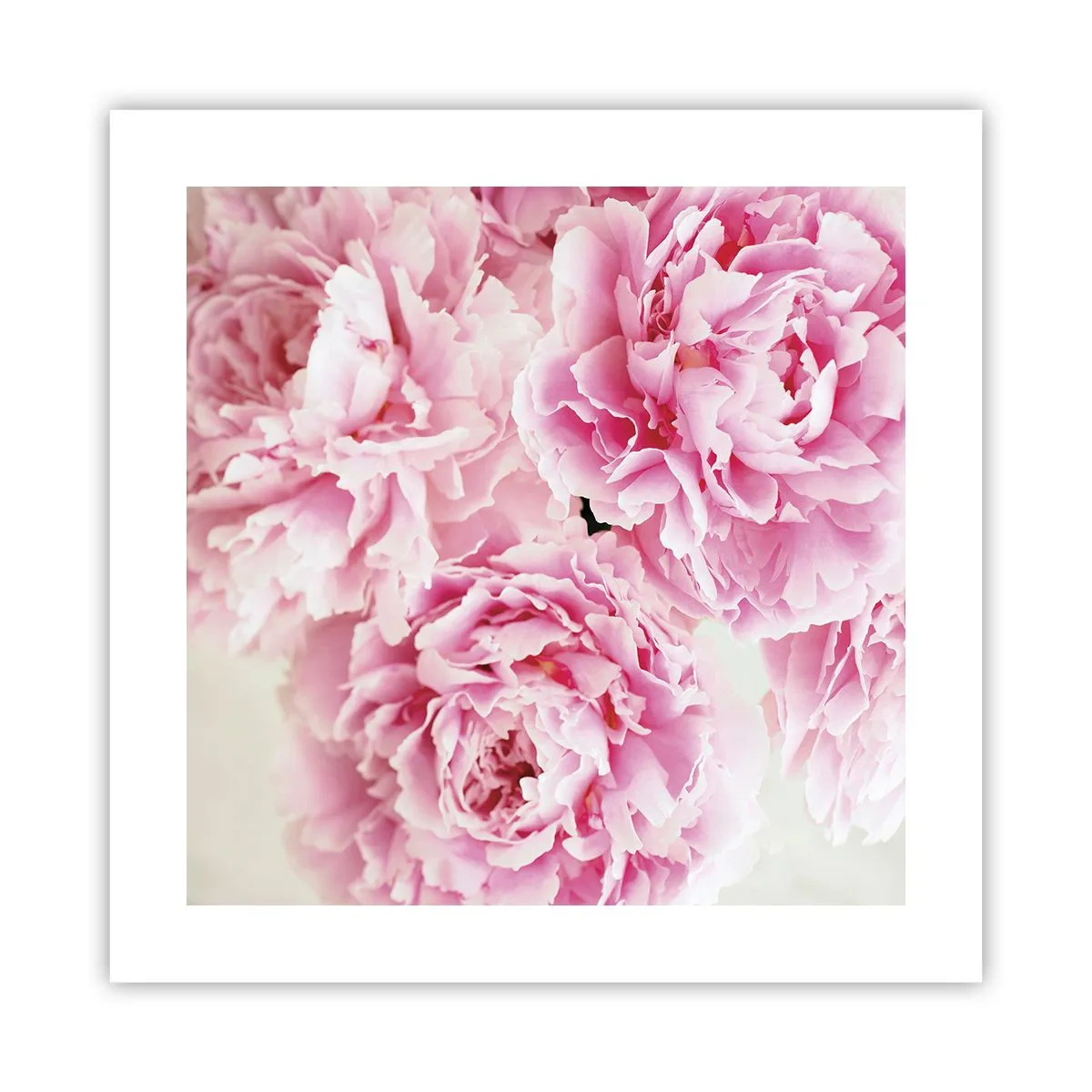 Poster - Nel fasto rosa - 40x40 cm