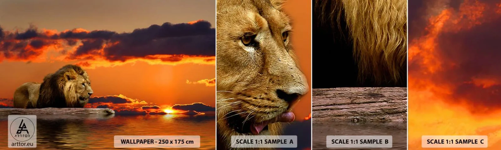 Campione Di Fotomurale Standard Eco - Il re della natura - Leone, Tramonto, Animali - 100x30 cm