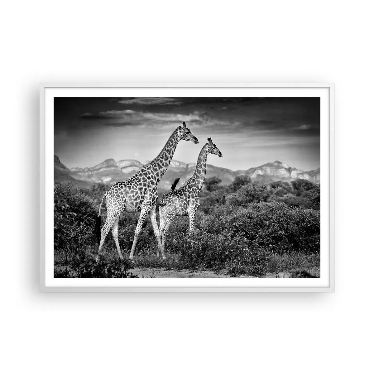 Poster in cornice bianca - Alta classe in Africa - 100x70 cm