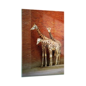 Quadro su vetro - Giraffe contro un muro di mattoni - 50x70cm - Vedete qualche acacia? - Decorazione murale moderna per soggiorno e camera da letto ARTTOR
