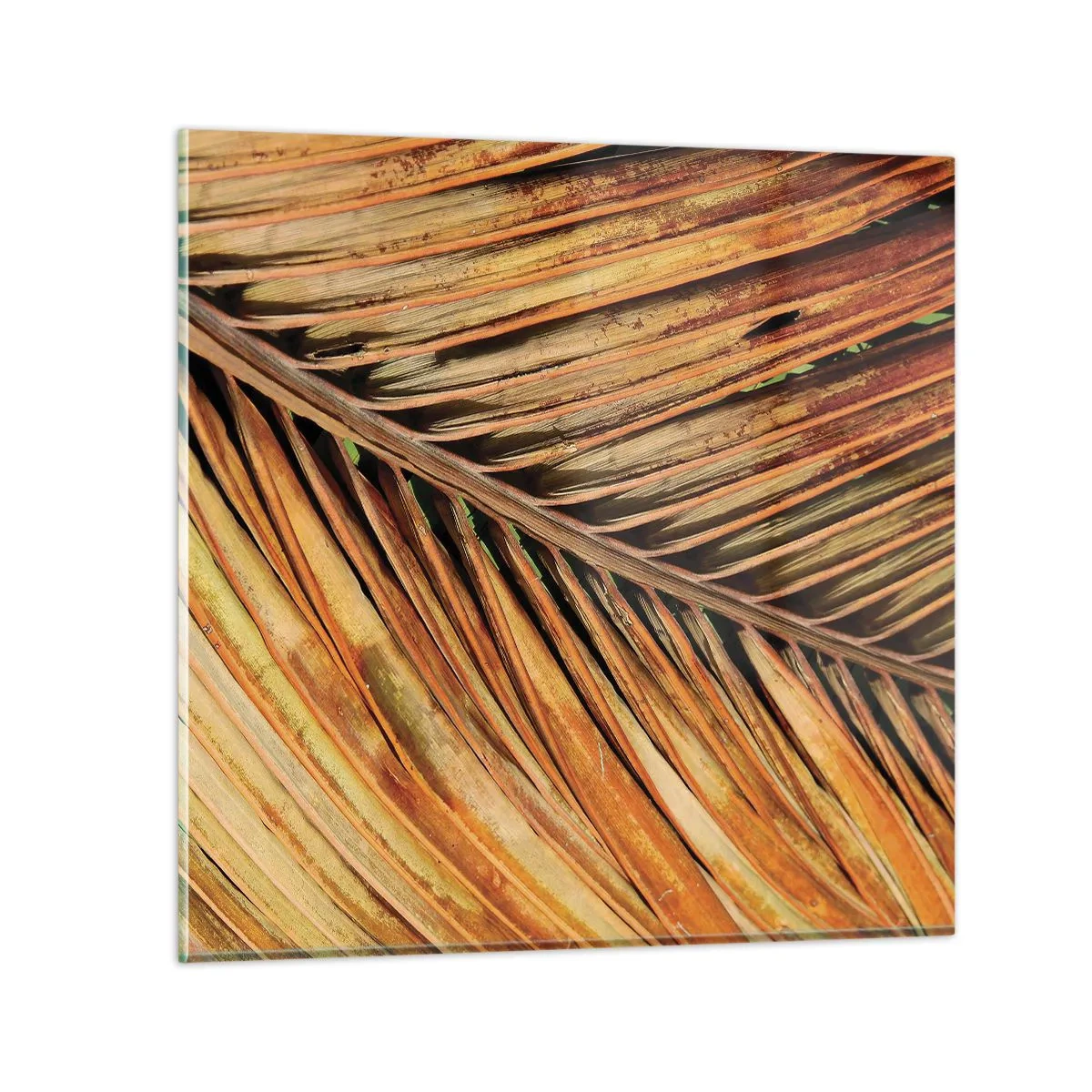 Quadro su vetro - Oro di cocco - 60x60 cm