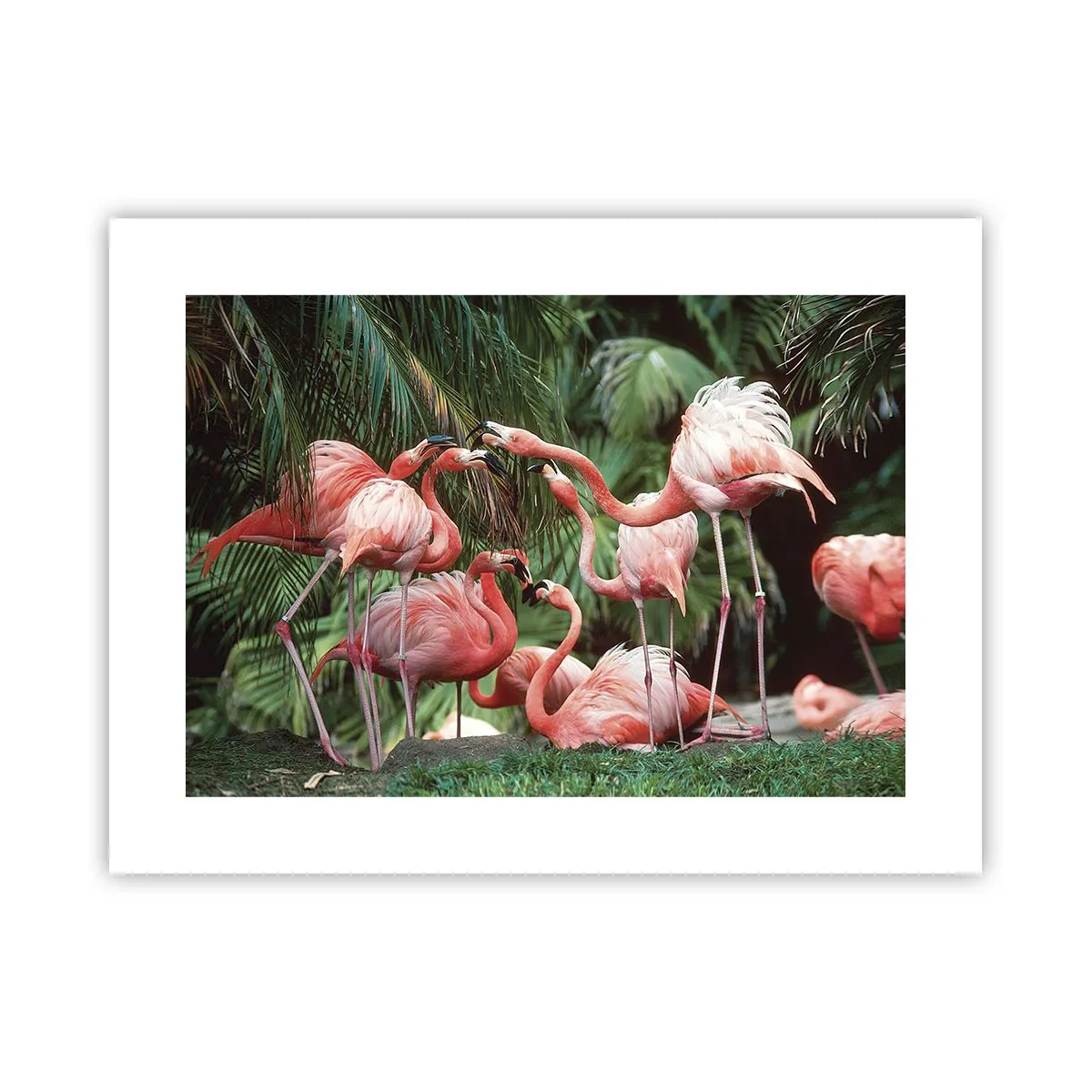 Poster - Pettegolezzi pomeridiani - 40x30 cm