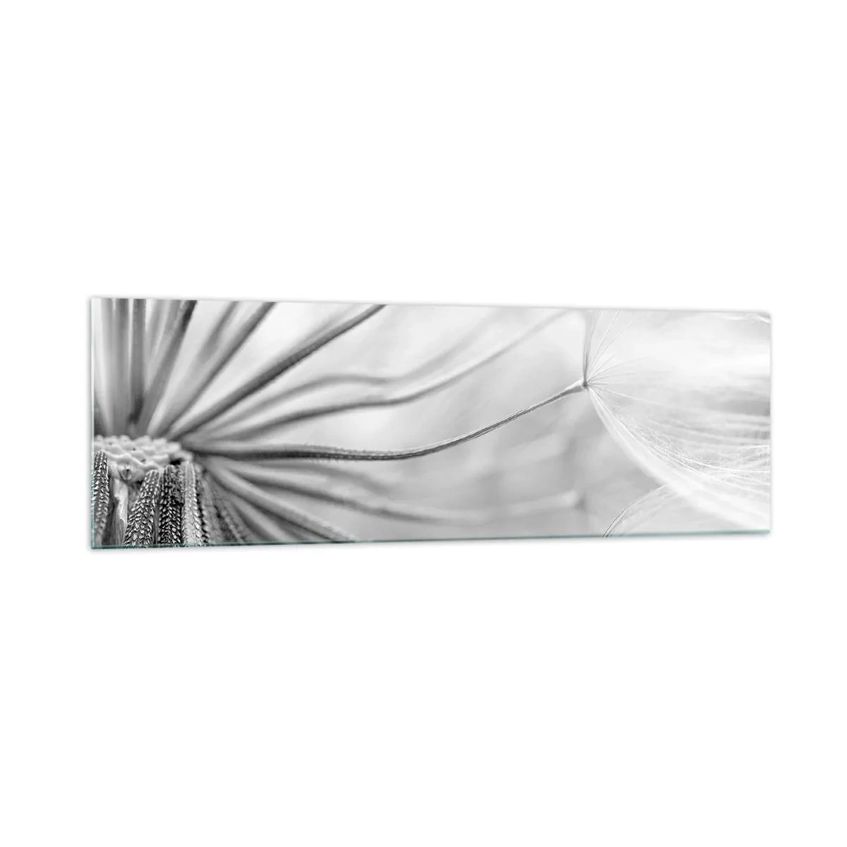 Quadro su vetro - Delicati denti di leone nei toni del bianco e del nero - 160x50cm - Denti di leone, aquiloni - Decorazione murale moderna per soggiorno e camera da letto ARTTOR