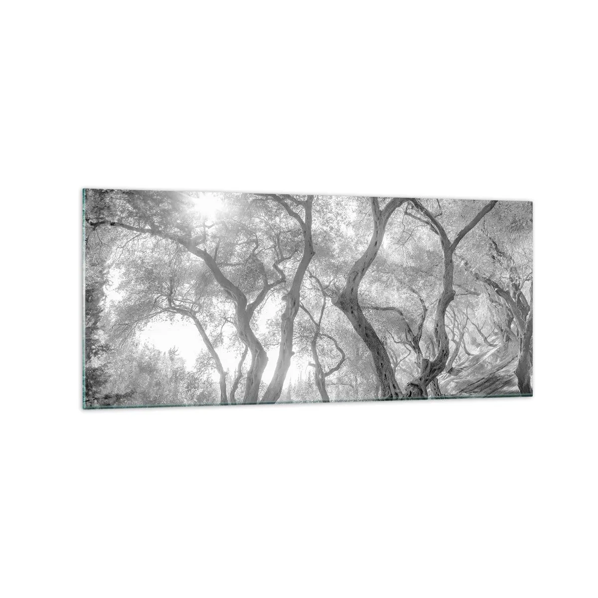 Quadro su vetro - Vista in bianco e nero degli alberi in un uliveto con raggi di sole - 120x50cm - Nell'orto degli ulivi - Decorazione murale moderna per soggiorno e camera da letto ARTTOR