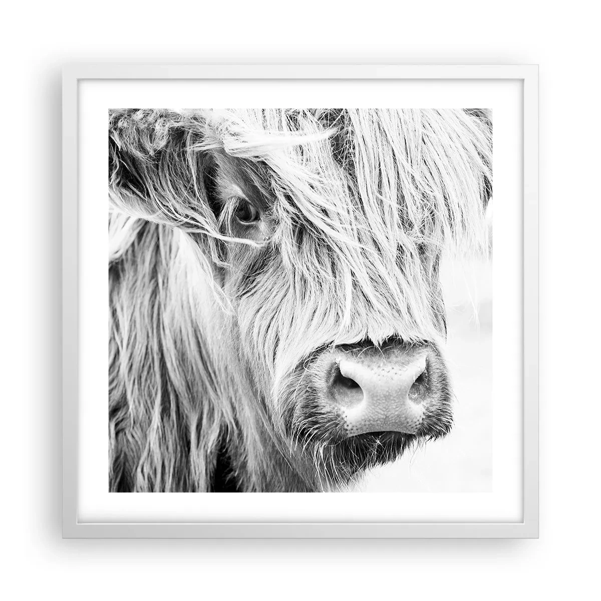 Poster in cornice bianca - Selvaticità scozzese - 50x50 cm