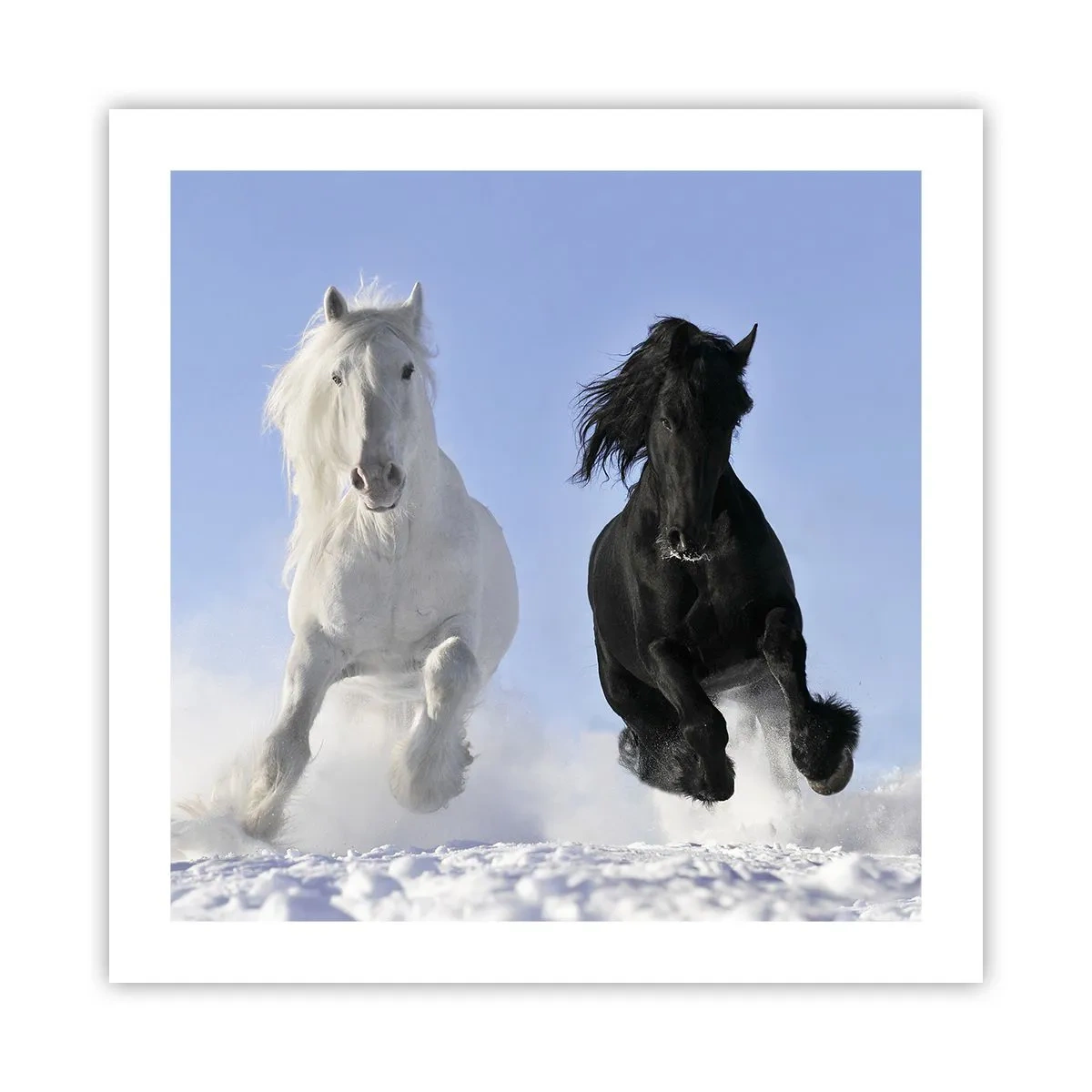Poster - Galoppo in bianco e nero - 50x50 cm