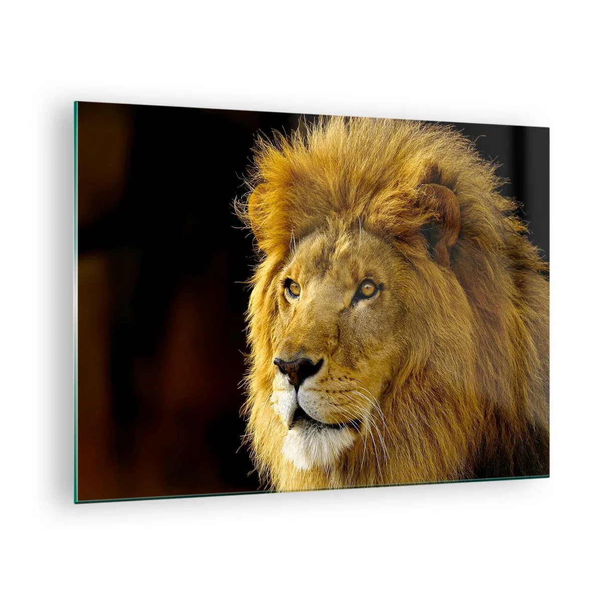 Quadro su vetro - Ritratto di un maestoso leone su uno sfondo scuro - 70x50cm - Ritratto del re - Decorazione murale moderna per soggiorno e camera da letto ARTTOR