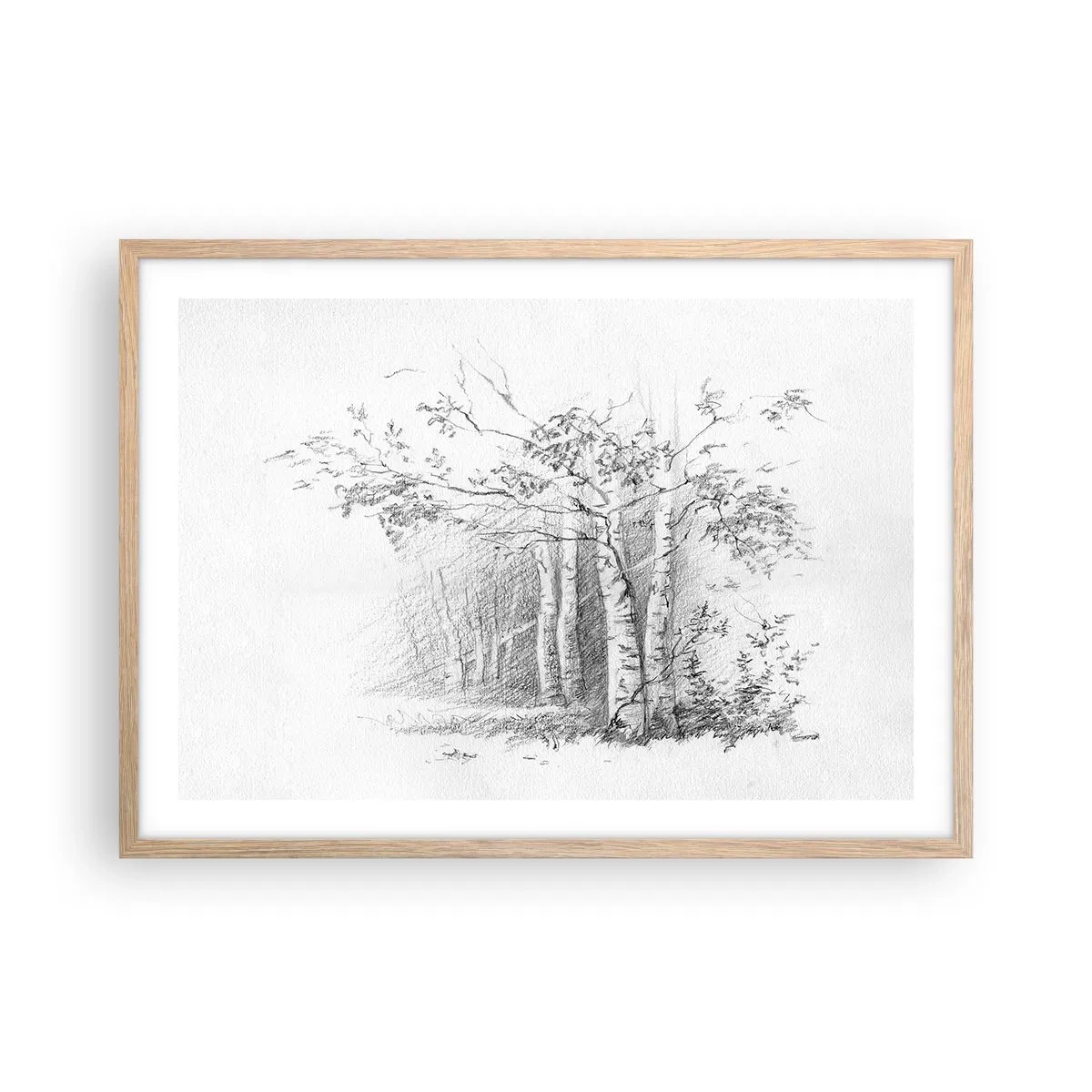 Poster in cornice rovere chiaro - La luce della foresta di betulle - 70x50 cm