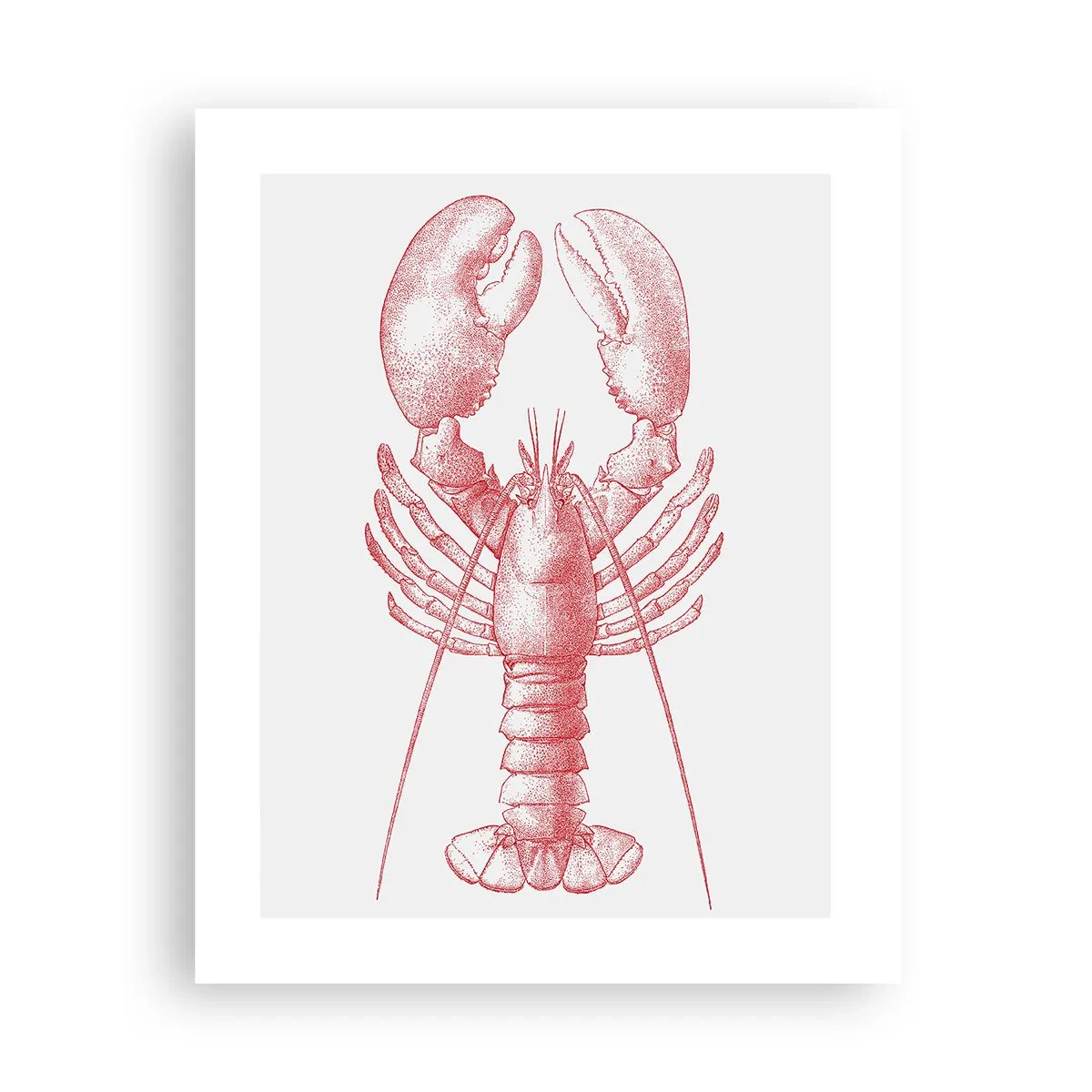 Poster - Aragosta d'agosto - 40x50 cm