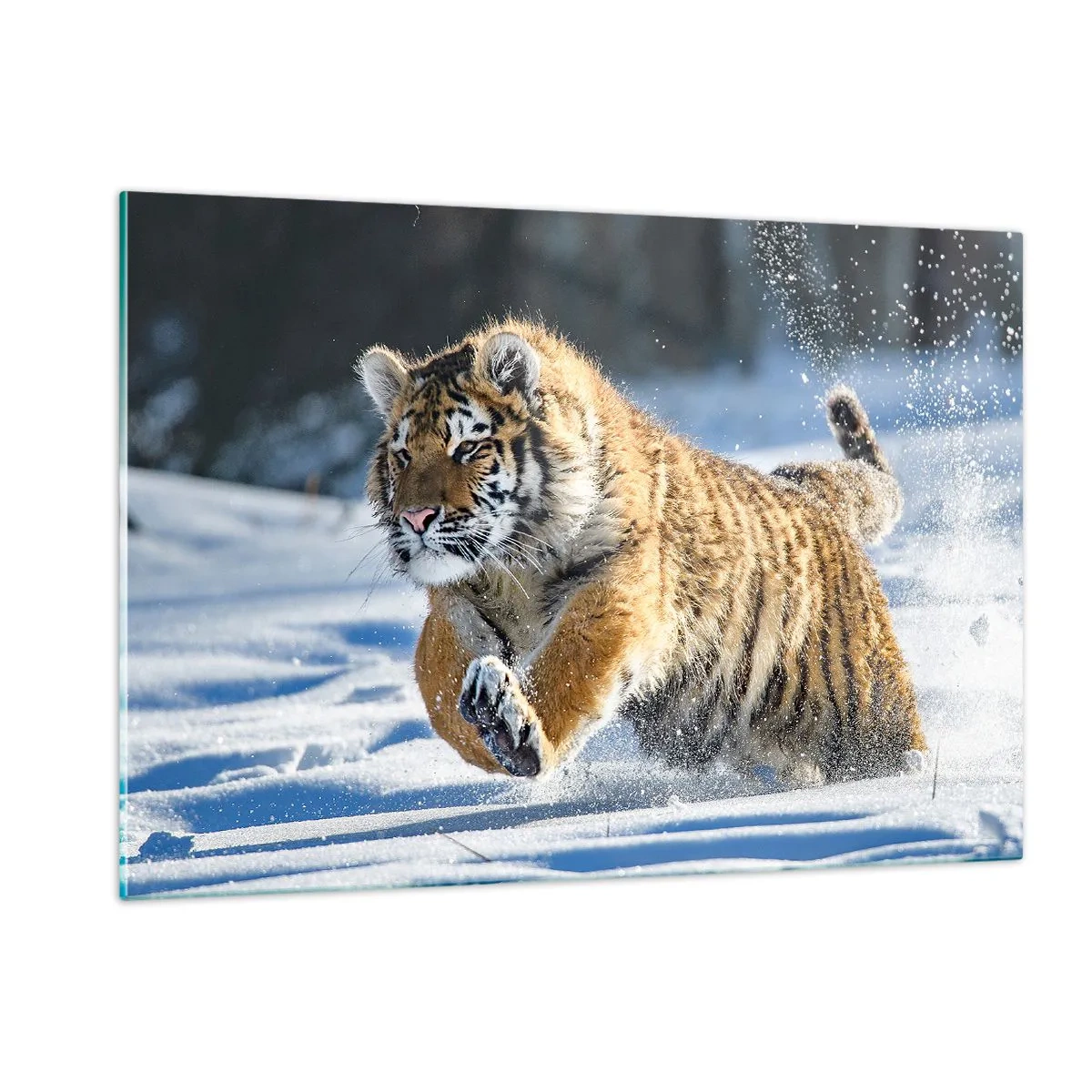 Quadro su vetro - Una tigre siberiana corre nella neve in un paesaggio invernale. - 120x80cm - La dea della taiga siberiana - Decorazione murale moderna per soggiorno e camera da letto ARTTOR