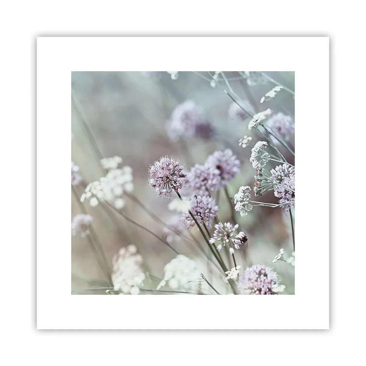 Poster - Le dolci filigrane delle erbe - 30x30 cm