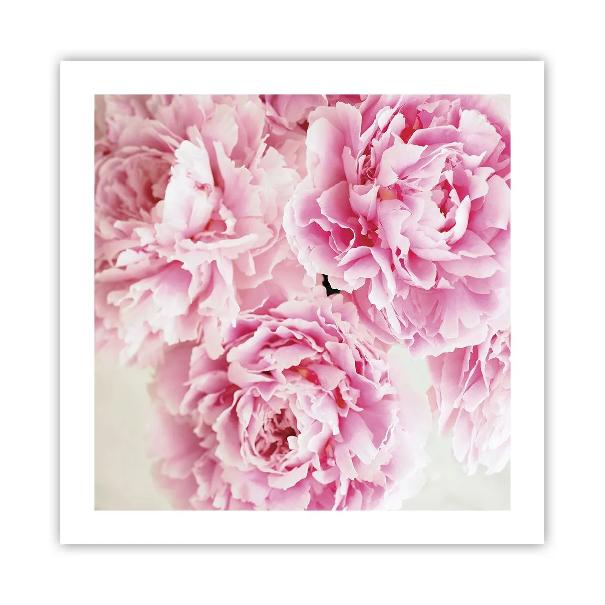 Poster - Nel fasto rosa - 50x50 cm