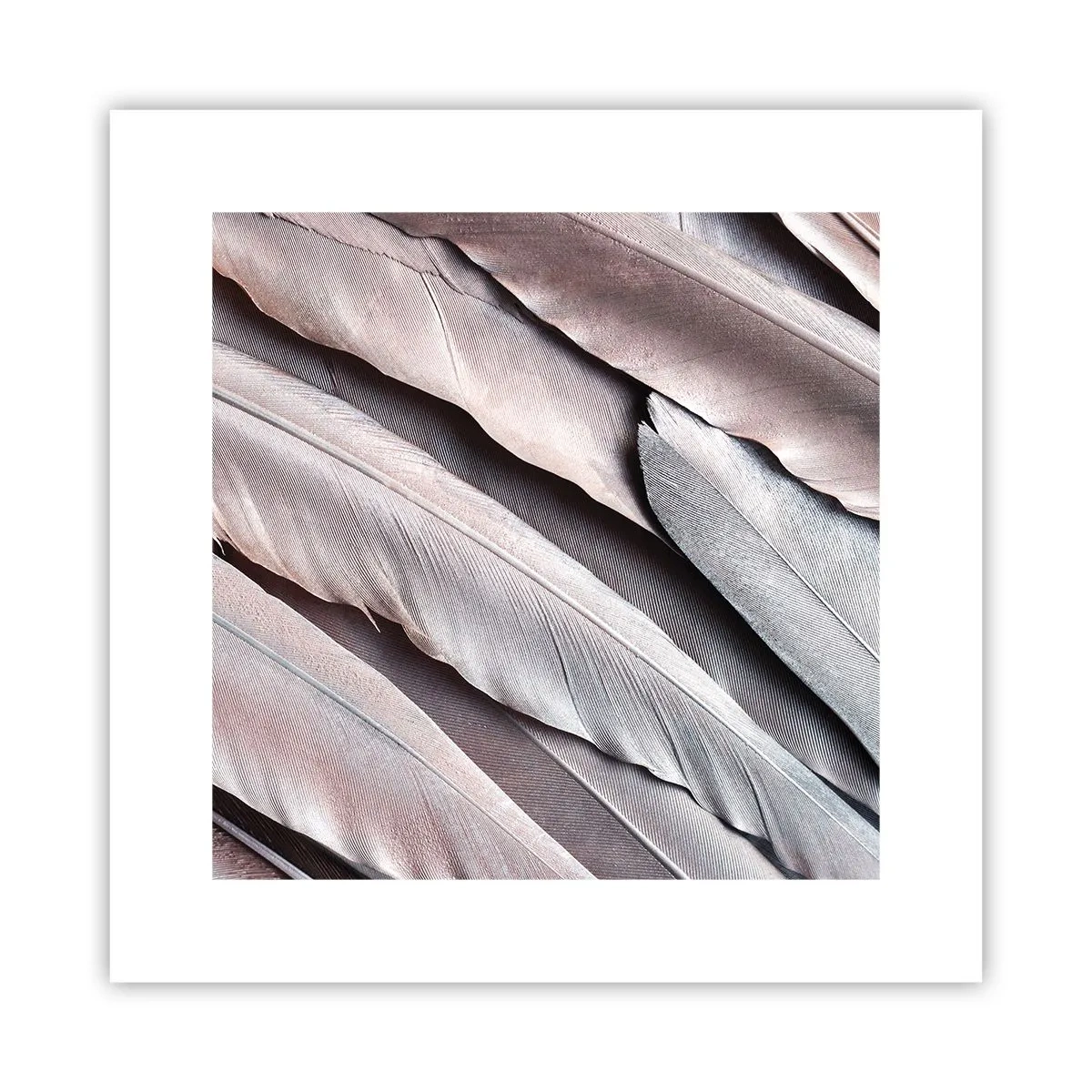Poster - Argento rosato - 30x30 cm