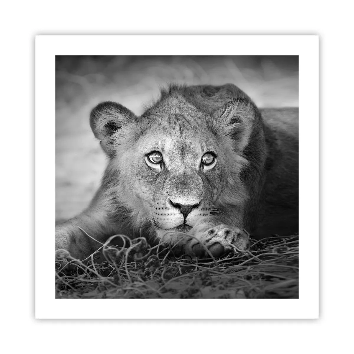 Poster - Cucciolo reale - 50x50 cm