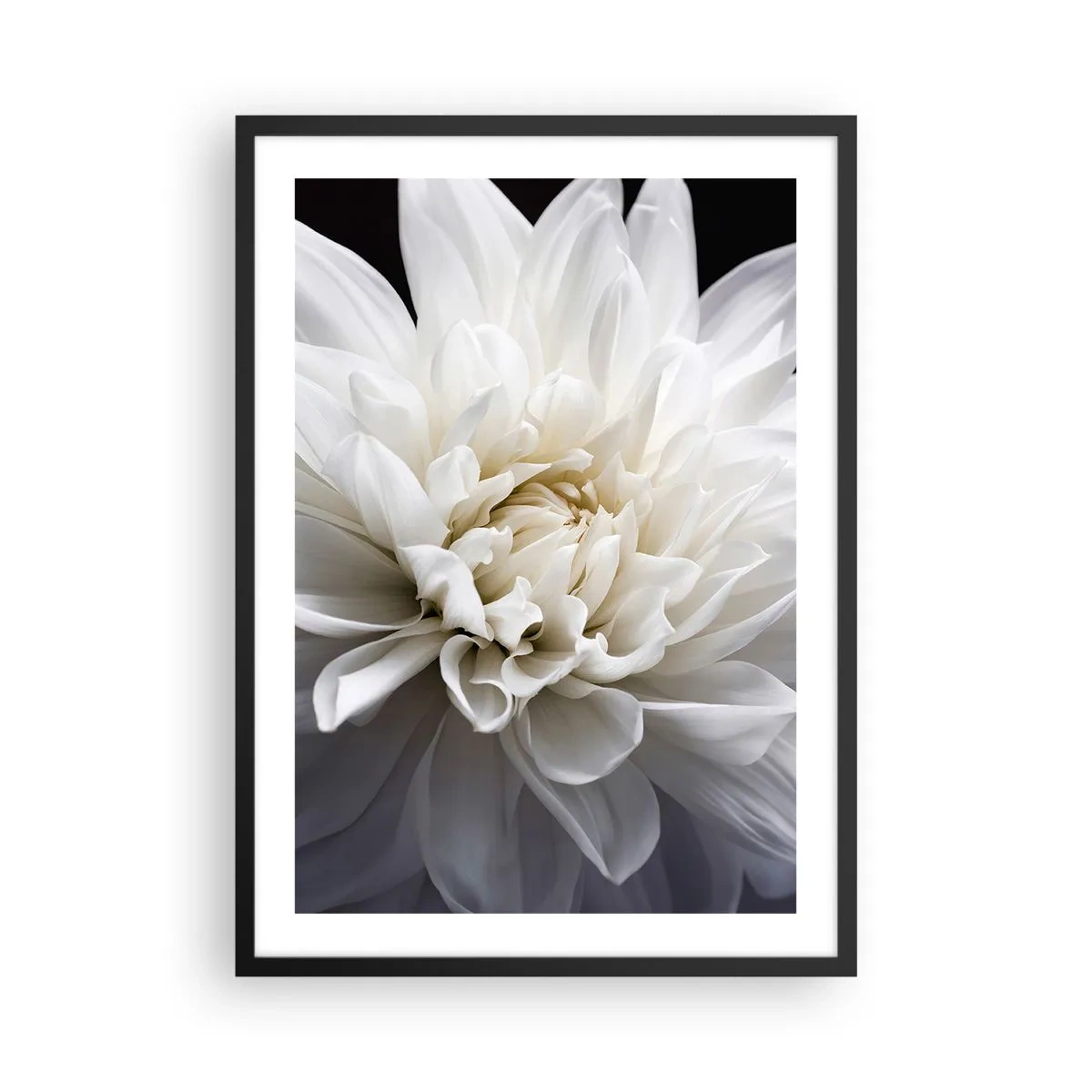 Poster in cornice nera - Primo piano di una dalia bianca su uno sfondo scuro - 50x70cm - Il mattino della sposa - Decorazione murale moderna per soggiorno e camera da letto ARTTOR