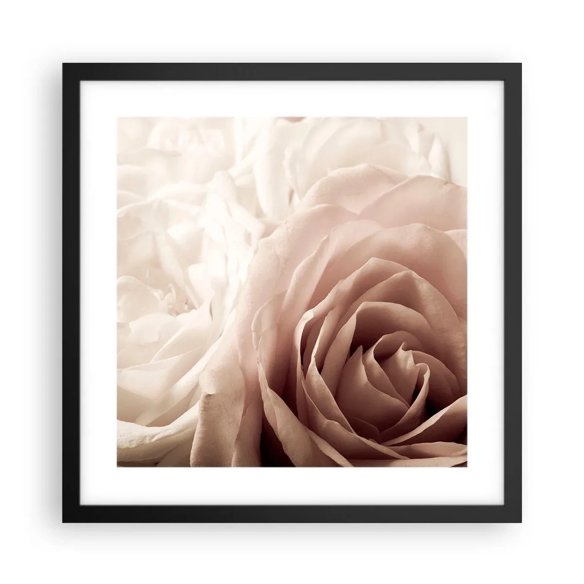 Poster in cornice nera - Nel cuore della rosa - 40x40 cm