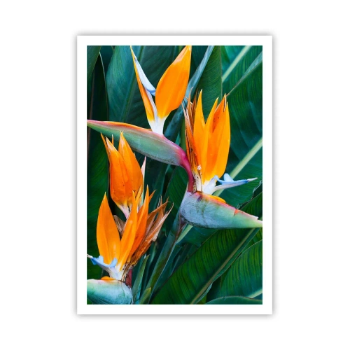 Poster - È un fiore o un uccello? - 70x100 cm