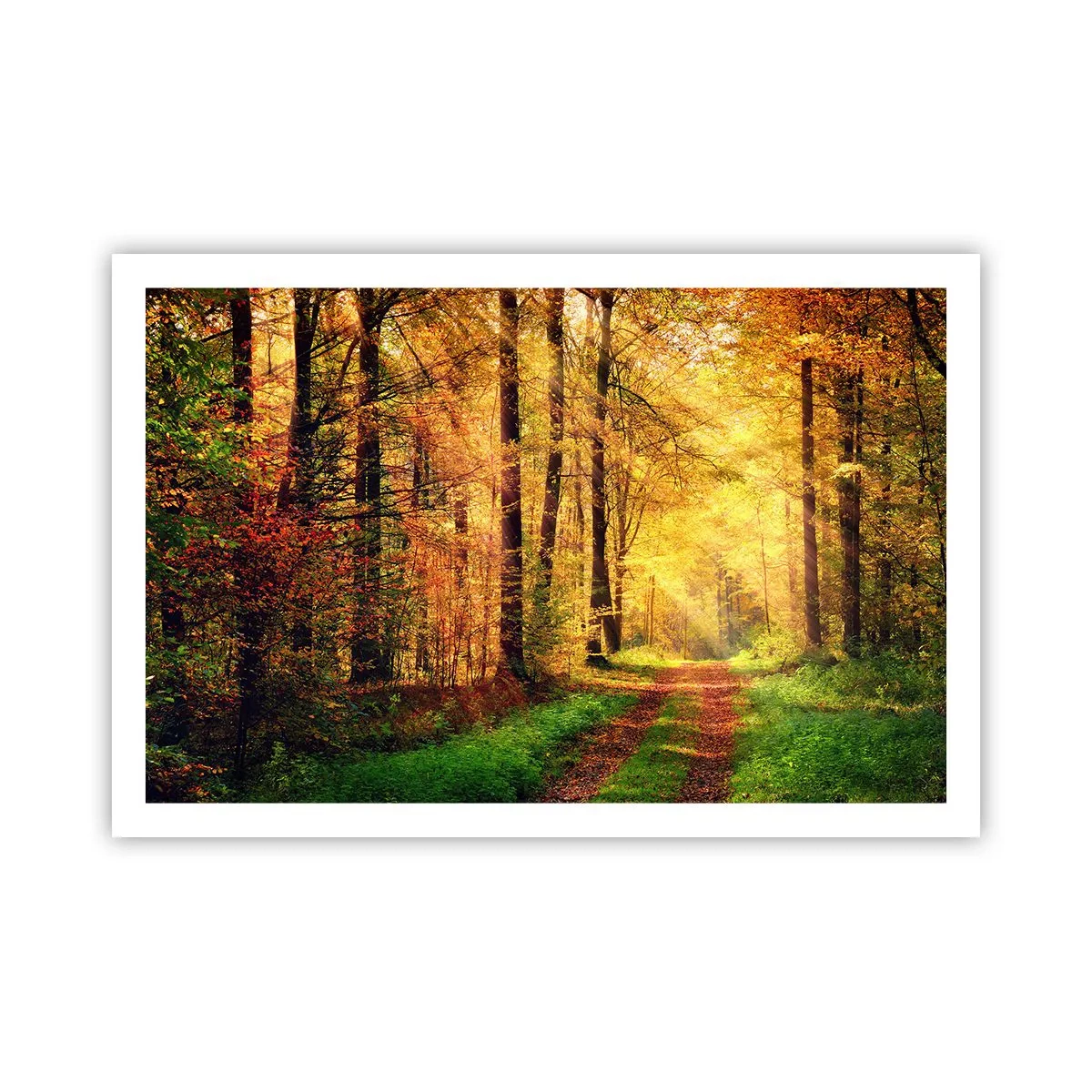 Poster - Il silenzio d'oro del bosco - 91x61 cm